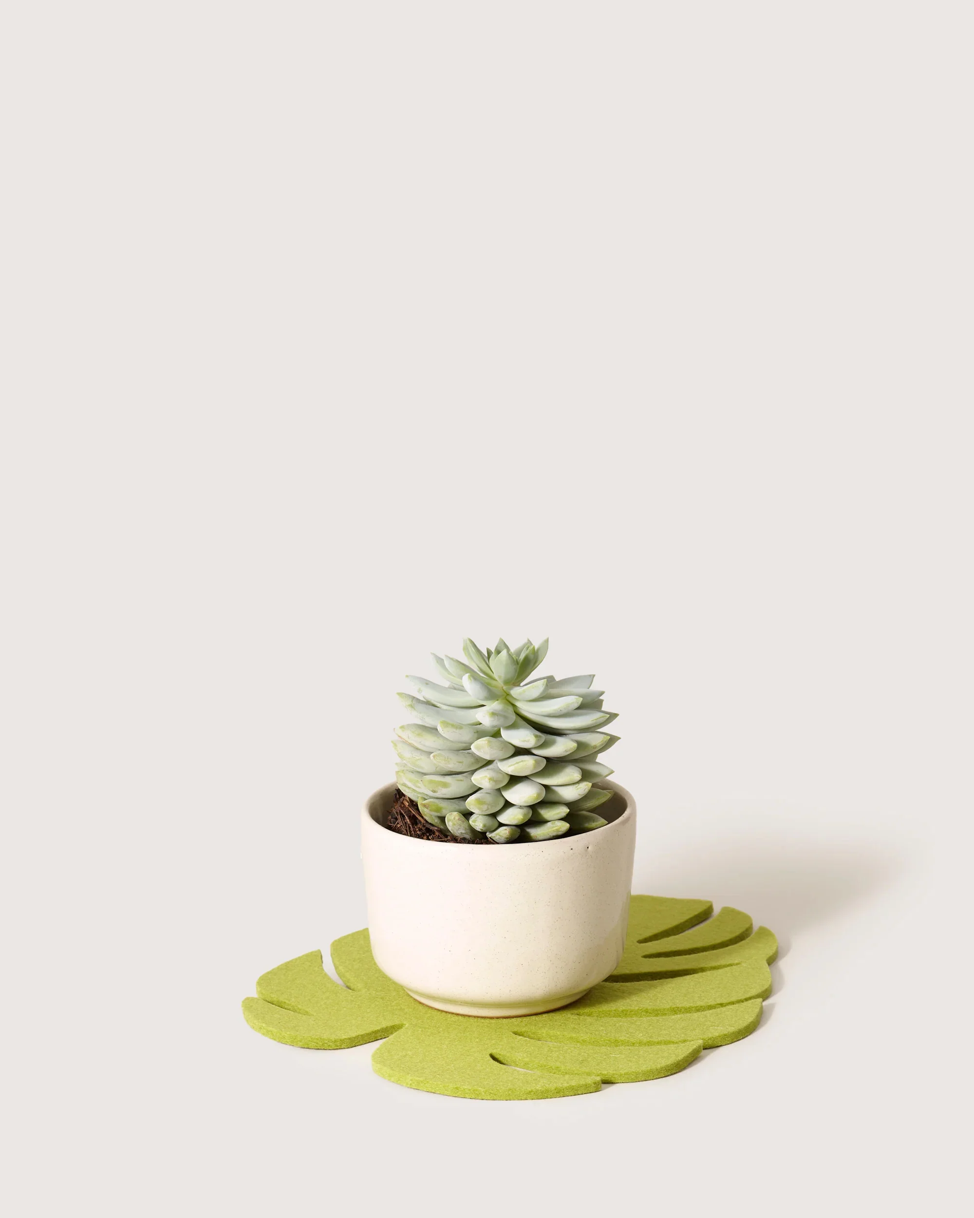 Medium Monstera Leaf Trivet - Image 3